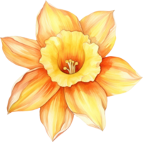 Daffodil flower watercolor illustration. AI Generated png