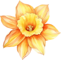 narciso flor aguarela ilustração. ai gerado png