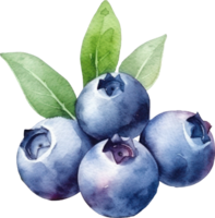 Blueberry Fruits Watercolor Illustration. png