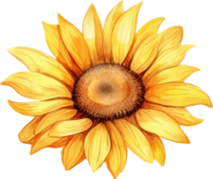 Sunflower watercolor illustration. AI Generated png