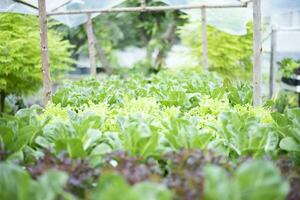 Hydroponic herbs and vegetables to grow at home. photo