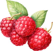 framboise aquarelle illustration. ai généré png