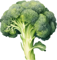 Broccoli watercolor illustration. AI Generated png