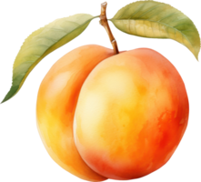 Apricot watercolor illustration. AI Generated png