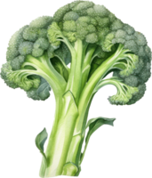 Broccoli watercolor illustration. AI Generated png