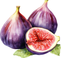 fig fruit waterverf illustratie. ai gegenereerd png