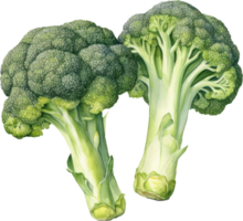 Broccoli watercolor illustration. AI Generated png