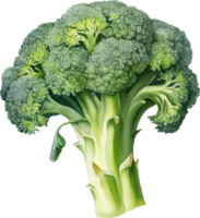 Broccoli watercolor illustration. AI Generated png