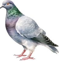 Pigeon oiseau aquarelle illustration. ai généré png