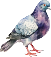 Pigeon bird watercolor illustration. AI Generated png