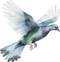 Pigeon bird watercolor illustration. AI Generated png