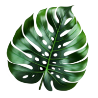 Monstera plant leaf, 3D illustration. Transparent png. Generative ai png