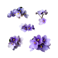 Violet viola cutout flowers set, home plant isolated object, clipping path, decorative element for design, home decor concept png