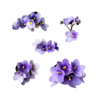 Violeta viola separar flores colocar, hogar planta aislado objeto, recorte camino, decorativo elemento para diseño, hogar decoración concepto png