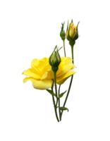 amarillo aislado Rosa con hojas delicado flor rama, separar objeto para decoración, diseño, invitaciones, tarjetas, suave atención y recorte camino png