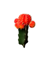 rojo verde espinoso cactus aislado planta de casa, cortar fuera objeto, recorte camino, hogar decoración concepto png