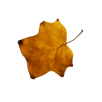 luminosa autunno albero foglia, isolato oggetto, ritagliare elemento, di stagione primavera o estate colorato umore, morbido messa a fuoco e ritaglio sentiero png