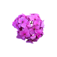 Hydrangea violet garden flower blooming head isolated plant, cut out object, clipping path png