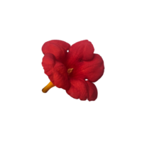 Campsis flower garden plant isolated object, clipping path, decorative element for design, home decor concept, trumpet creeper close up png