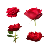 rot isoliert Rosen ohne Blätter Satz, zart Blume Ast auf das Weiß Hintergrund, ausgeschnitten Objekt zum Dekor, Design, Einladungen, Karten, Sanft Fokus und Ausschnitt Pfad png