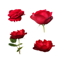 Red isolated roses without leaves set, delicate flower branch on the white background, cutout object for decor, design, invitations, cards, soft focus and clipping path png