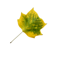 Bright autumn tree leaf, isolated object, cutout element, seasonal spring or summer colorful mood, soft focus and clipping path png