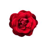 Red isolated rose without leaves delicate flower branch, cutout object for decor, design, invitations, cards, soft focus and clipping path png