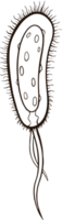 bactérie virus griffonnage png