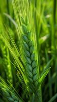 Green barley spike closeup, Green wheat, full grain, Close up of an ear of unripe wheat, AI Generative photo