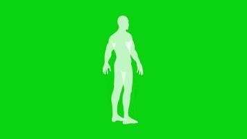 Green Screen Human X Ray video