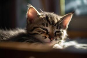 Cute little kitten sleeping under sunlight. Generated ai. photo