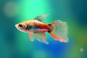 Very cute Guppy in nature, national geography, Wide life animals. AI Generated. photo