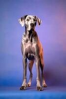 Very cute  Great Dane in nature, national geography, Wide life animals. AI Generated. photo