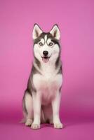 Very cute Siberian Husky in nature, national geography, Wide life animals. AI Generated. photo