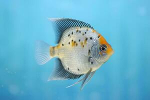 very cute Angel fishery cute Angelfish in nature, national geography, Wide life animals. AI Generated photo