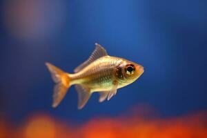 muy linda tetra en naturaleza, nacional geografía, amplio vida animales ai generado. foto