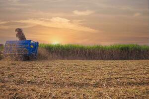 sugar cane harvesting machine working photo