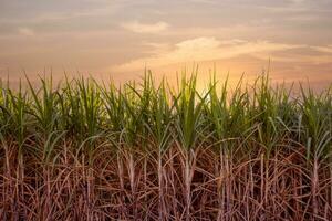 green sugar plant at sunset photo