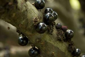 The unique Brazilian Jabuticaba tree thats exotic fruit grows on the trunk of the tree also known as the grape tree photo