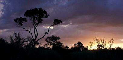 Beautiful and colorful sunset on the Savannas or Cerrados of Brazil with tree silhouetted photo