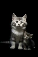 Maine Coon kitten with black tabby kitten on black background ai generated photo