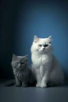 Two cats of siberian breed on blue background ai generated photo