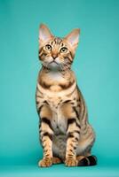 Very cute Bengal in nature, national geography, Wide life animals. AI Generated. photo