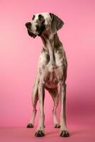 Very cute  Great Dane in nature, national geography, Wide life animals. AI Generated. photo