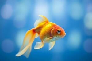 animal, pet, forest, nature, zoo, wildlife, ai, generate, illustration, wild, cute, fish, goldfish, gold, aquarium photo