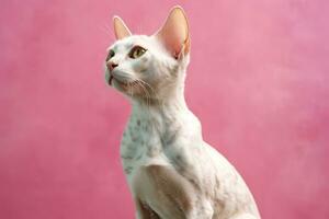 Cute Devon Rex in nature, national geography, Wide life animals. AI Generated. photo