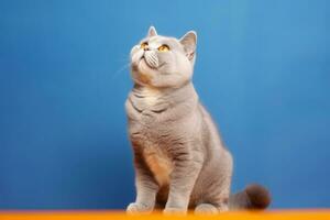 Cute British Shorthair in nature, national geography, Wide life animals. AI Generated. photo