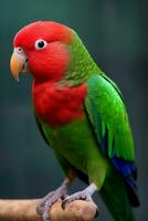 Very cute Electus parrot in nature, national geography, Wide life animals. AI Generated. photo