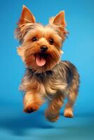 Very cute Yorkshire Terrier in nature, national geography, Wide life animals. AI Generated. photo