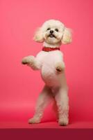 Very cute puppy Poodle in nature, national geography, Wide life animals. AI Generated. photo